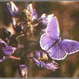 卡納藍蝴蝶