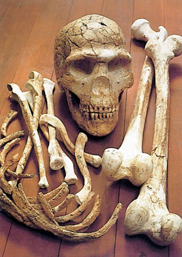 克羅馬尼翁人的頭骨被修復後的樣子