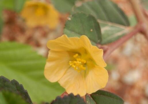 棒果黃花棯