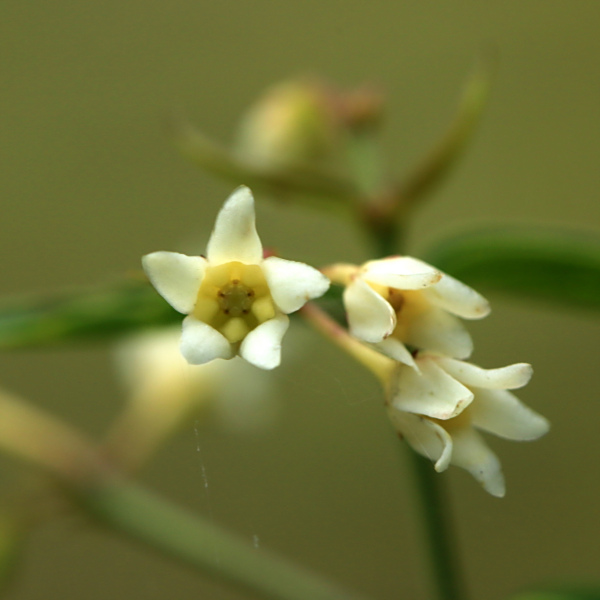 Vincetoxicum hirundinaria