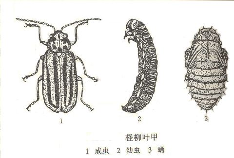 檉柳葉甲 檉柳葉甲