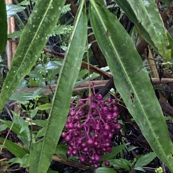Medinilla dolichophylla