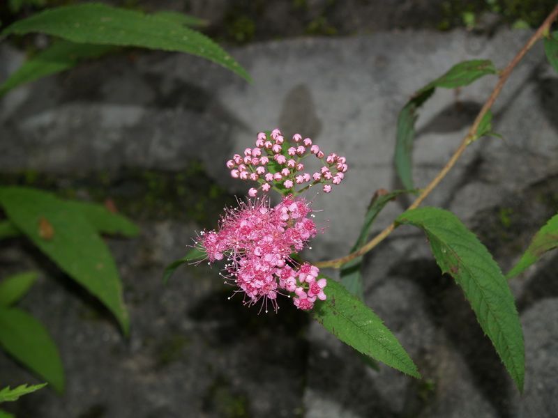 光葉小米草 光葉小米草