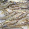 光魚(海楞蹦) 光魚(海楞蹦)