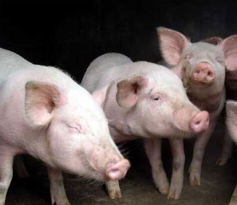 豬流行性感冒(豬流感H1N1)