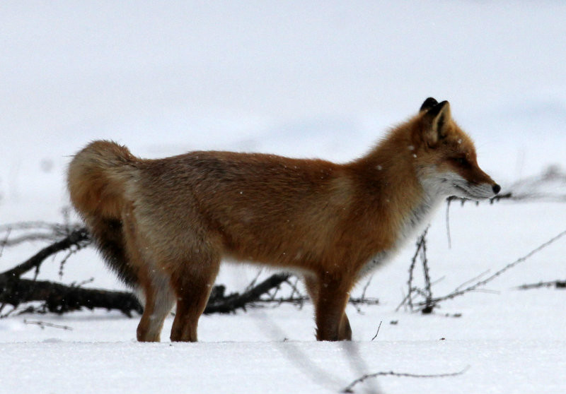赤狐薩哈林亞種