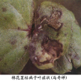 棉莖枯病 棉莖枯病