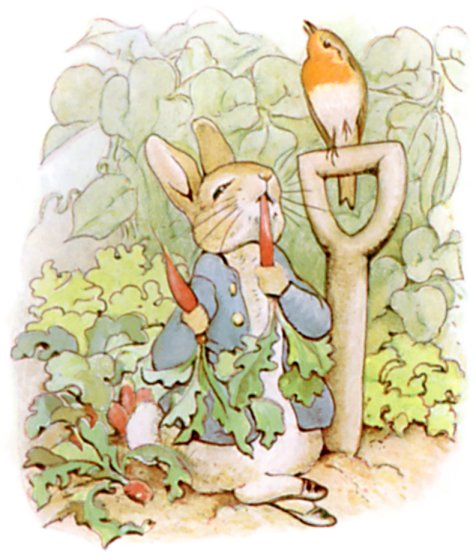彼得兔正在偷吃紅蘿蔔