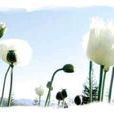 白罌粟(花語)