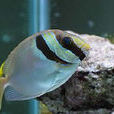 藍帶籃子魚 藍帶籃子魚