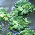 大薸(水浮蓮(天南星科大薸屬植物)) 大薸(水浮蓮(天南星科大薸屬植物))