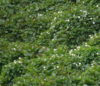 小薯藤 小薯藤