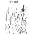 雅江薹草 雅江薹草