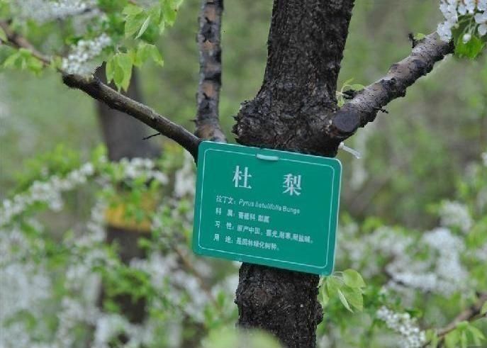 杜梨PB5 杜梨PB5