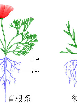張達明(香港喜劇演員)