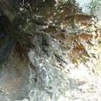 樟樹根(樟樹根) 樟樹根(樟樹根)