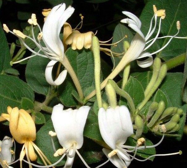 濟銀花 濟銀花