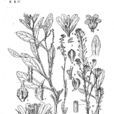 球果薺 球果薺