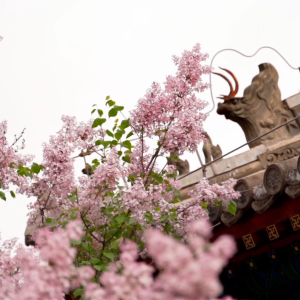 文化和旅遊部恭王府博物館(恭王府（北京市西城區的國家5A級旅遊景區）)