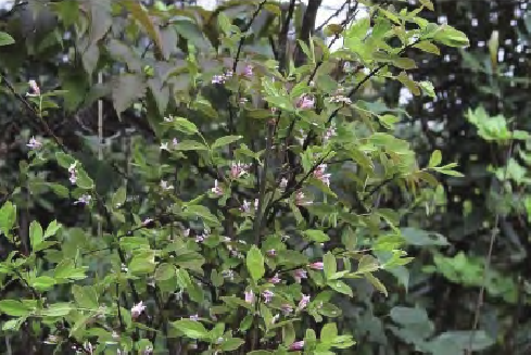 尖萼蕘花
