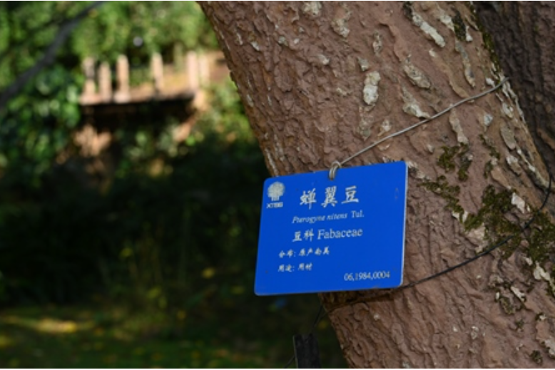 蟬翼豆 蟬翼豆