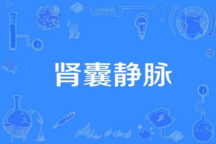 腎囊靜脈 腎囊靜脈