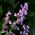 尖齒荊芥組 尖齒荊芥組