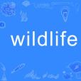 wildlife wildlife