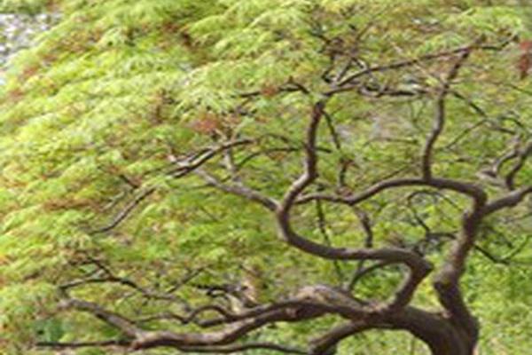 Acer palmatum var. dissectum Acer palmatum var. dissectum