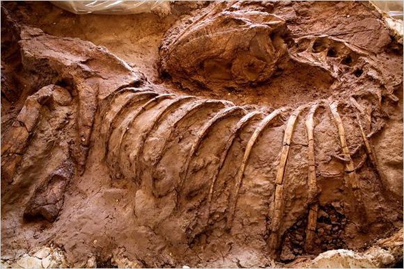 林孔龍化石標本：三副部分骨骼