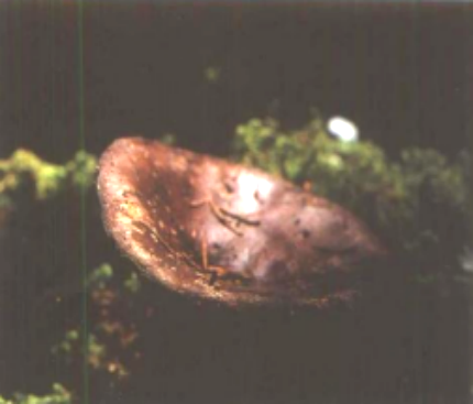 小黑菇 小黑菇