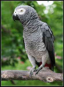非洲灰鸚鵡