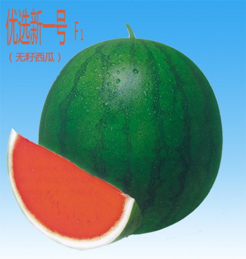 台灣新一號 台灣新一號