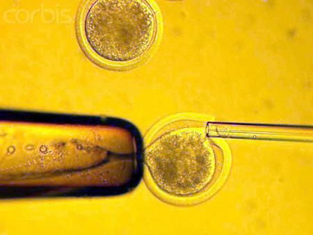 胚胎幹細胞