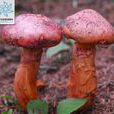 血紅鉚釘菇