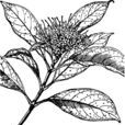 大沙葉(植物)
