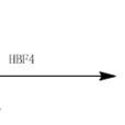 Schiemann反應 Schiemann反應