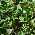 普洱茶(山茶科茶系樹本) 普洱茶(山茶科茶系樹本)