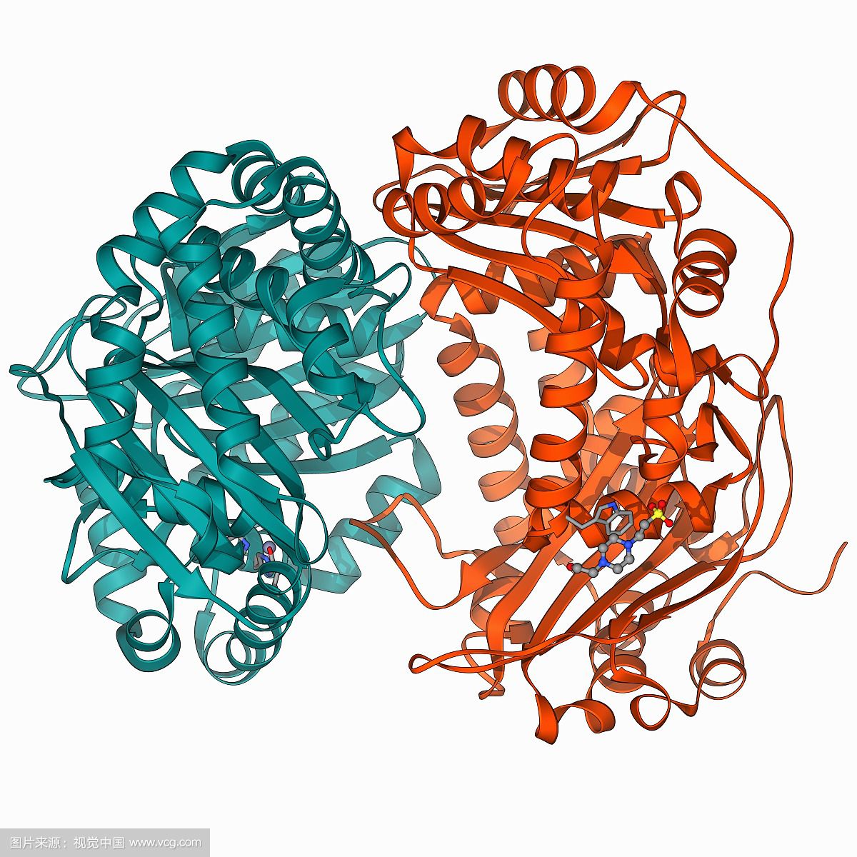 腸肽酶