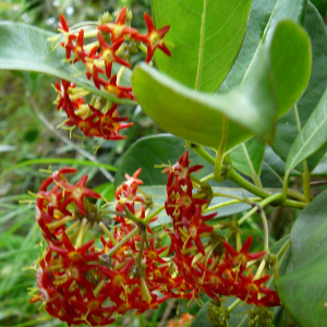 Danais fragrans