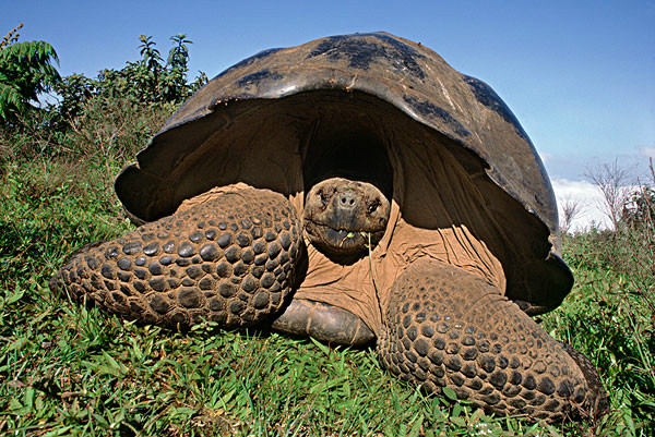 聖蒂亞戈島加拉帕戈斯象龜