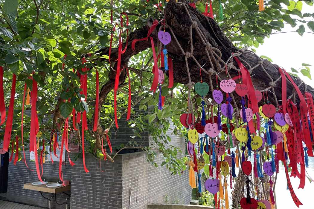百年古桑 百年古桑