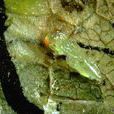 菜斑潛蠅 菜斑潛蠅