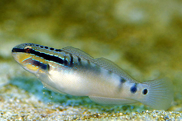 鈍鰕虎魚屬 鈍鰕虎魚屬
