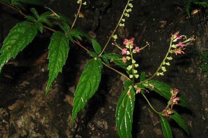 動蕊花屬 動蕊花屬