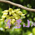 軍營國小 軍營國小