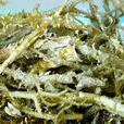 角叉菜(藻類植物)