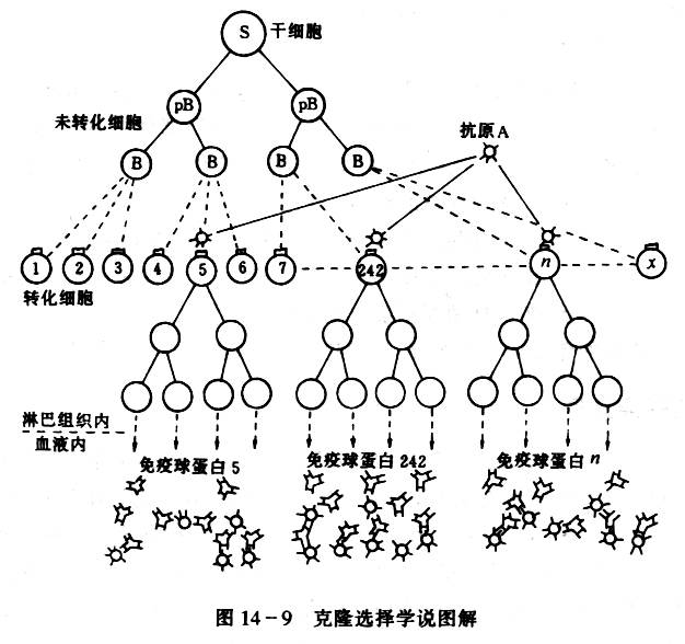 克隆選擇學說