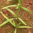 白仙茅(川續斷目川續斷科植物) 白仙茅(川續斷目川續斷科植物)