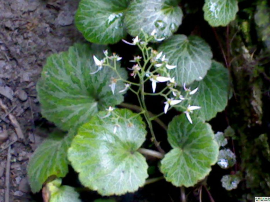 錯那虎耳草